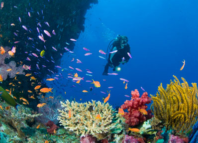 Dawson’s Reefs