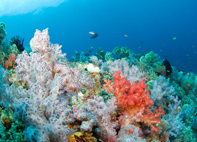 Claire’s Reef
